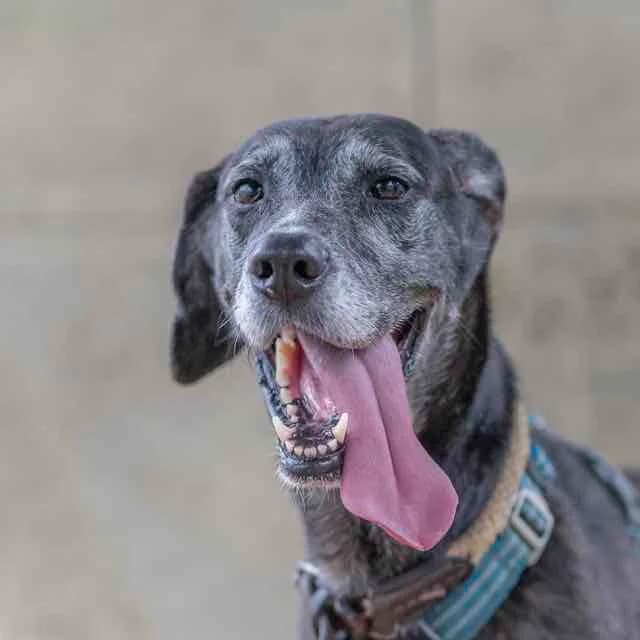 Féline, female senior mixed breed for adoption at SPA de Loire Atlantique, Nantes