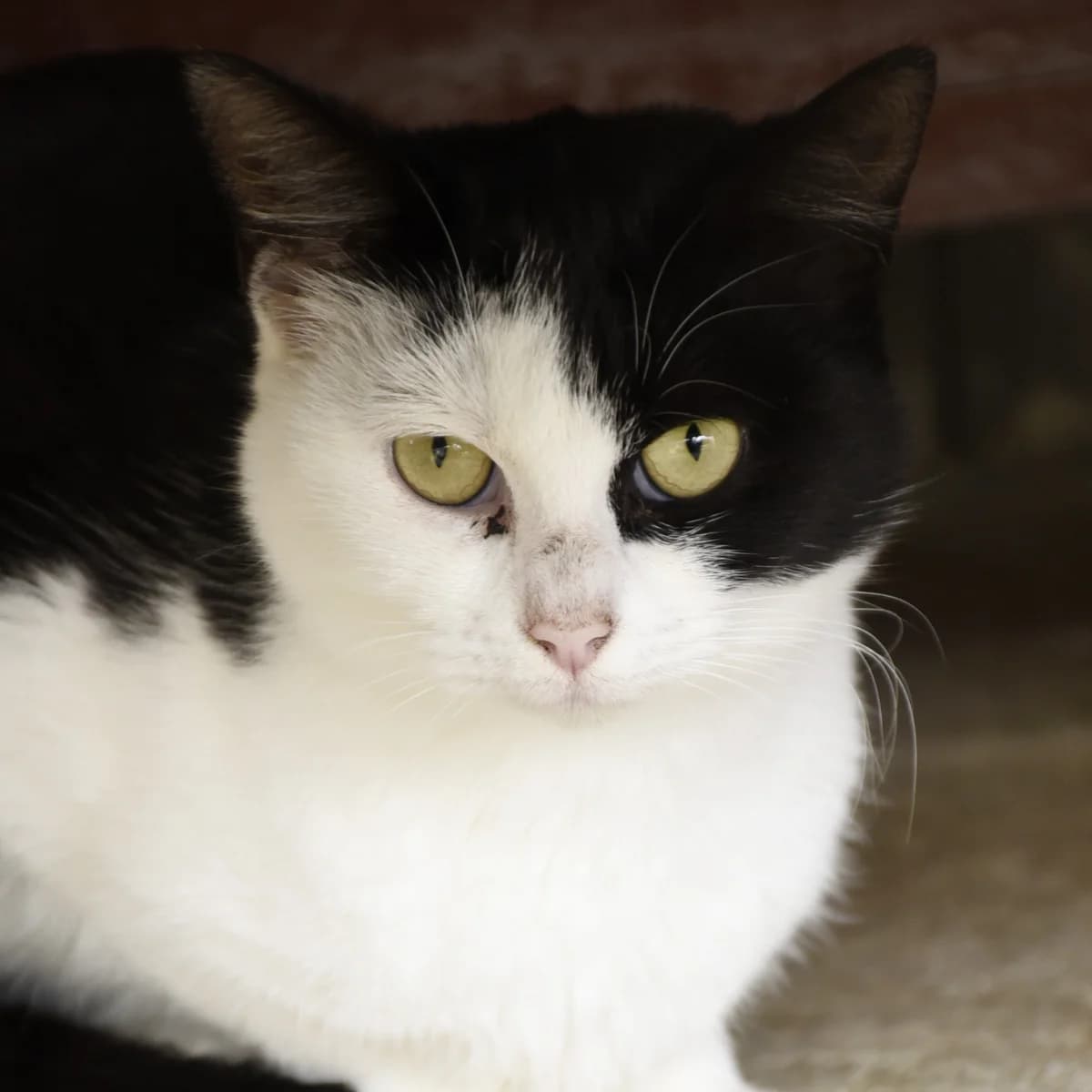 Bretagne, Mixed Breed for adoption at SPA de Loire Atlantique, Nantes