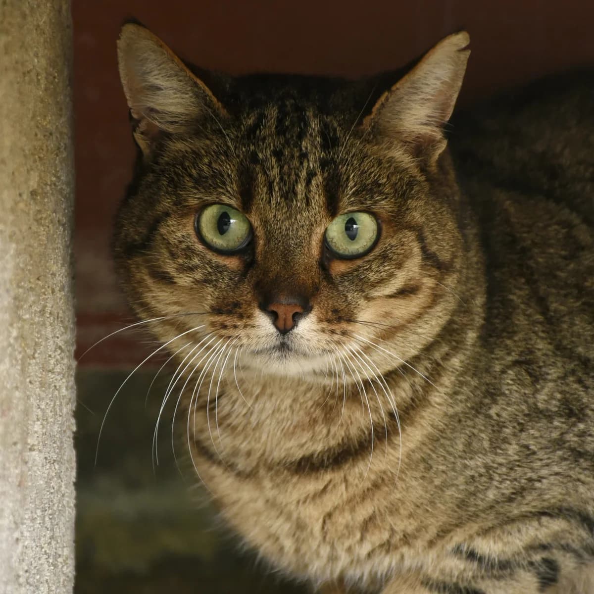 Lipton, Mixed Breed for adoption at SPA de Loire Atlantique, Nantes