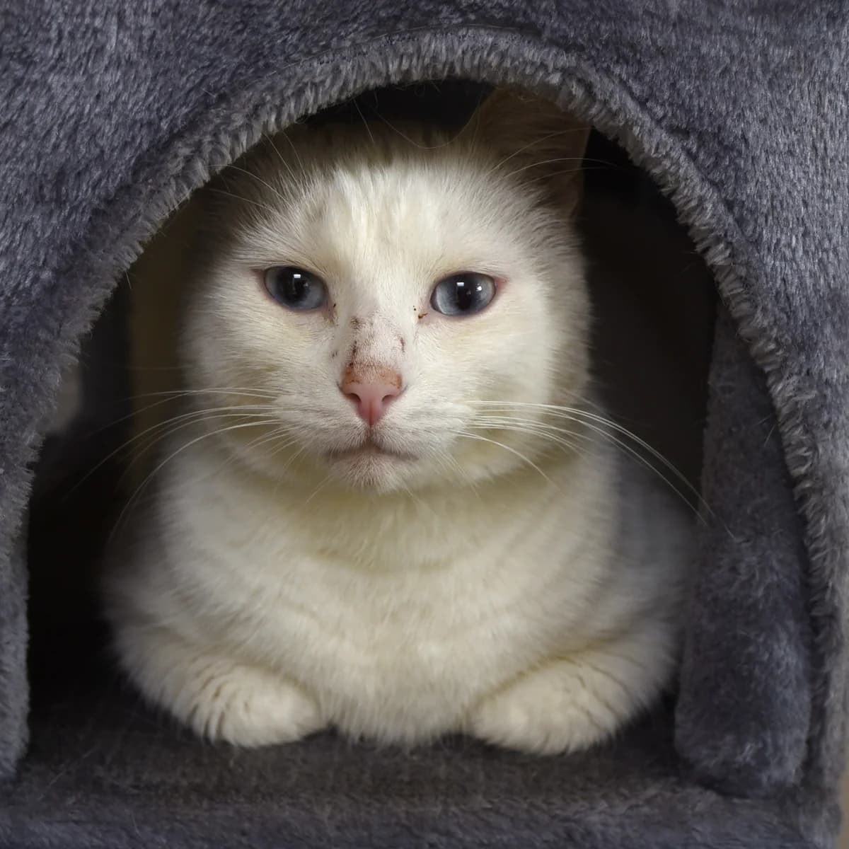 Pedro, Mixed Breed for adoption at SPA de Loire Atlantique, Nantes