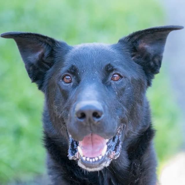 Dollar, Labrador Retriever for adoption at SPA de Loire Atlantique, Nantes