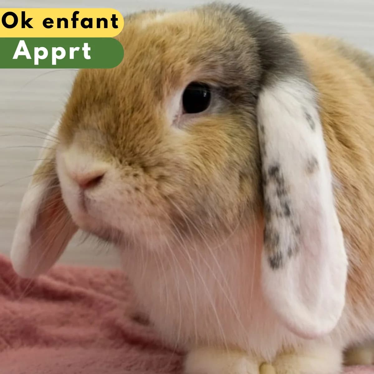B, Mixed Breed for adoption at SPA de Loire Atlantique, Nantes