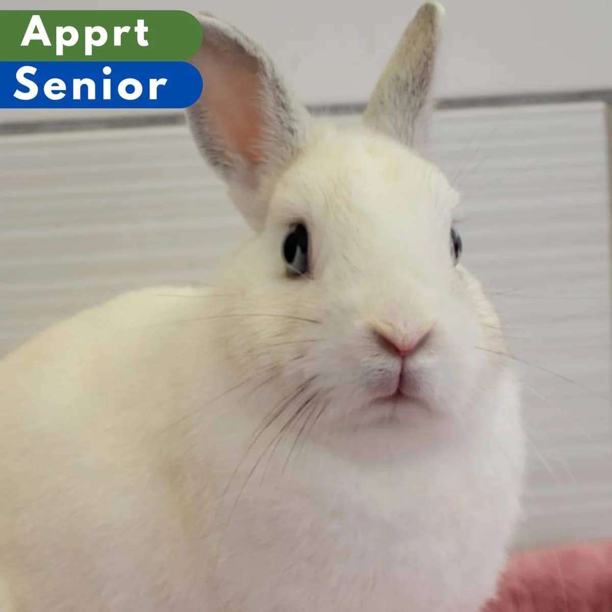 Bumble, Mixed Breed for adoption at SPA de Loire Atlantique, Nantes