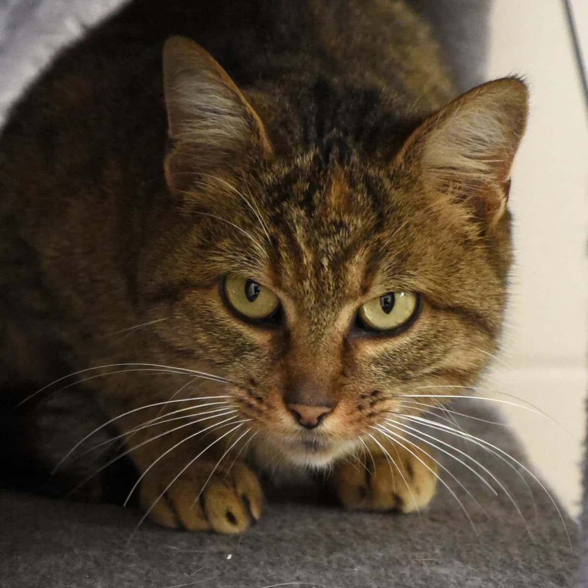 Comtesse, Mixed Breed for adoption at SPA de Loire Atlantique, Nantes