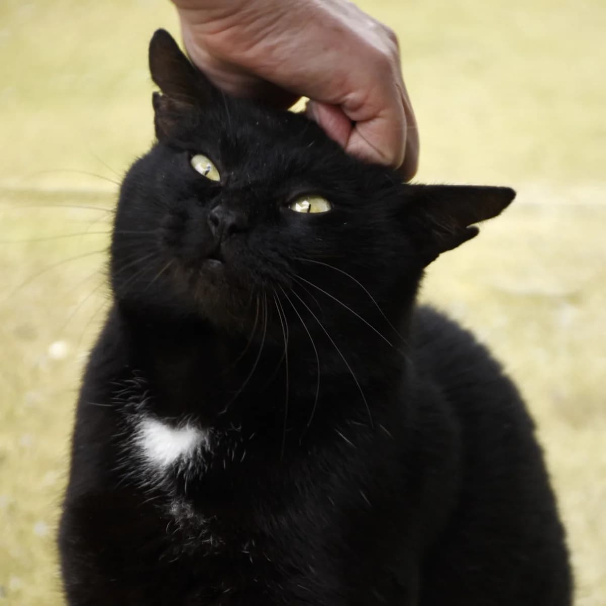 Hercule, Mixed Breed for adoption at SPA de Loire Atlantique, Nantes