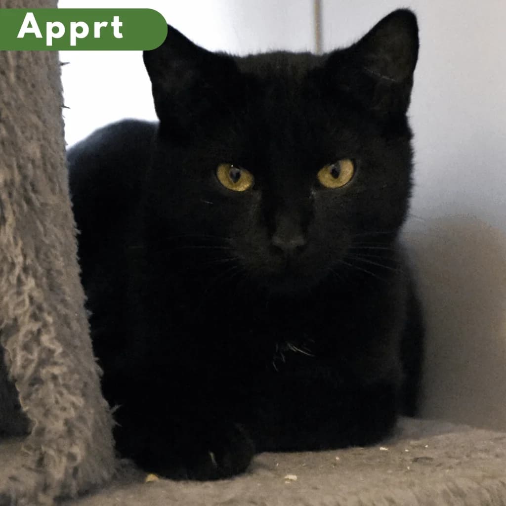 Jack, Mixed Breed for adoption at SPA de Loire Atlantique, Nantes