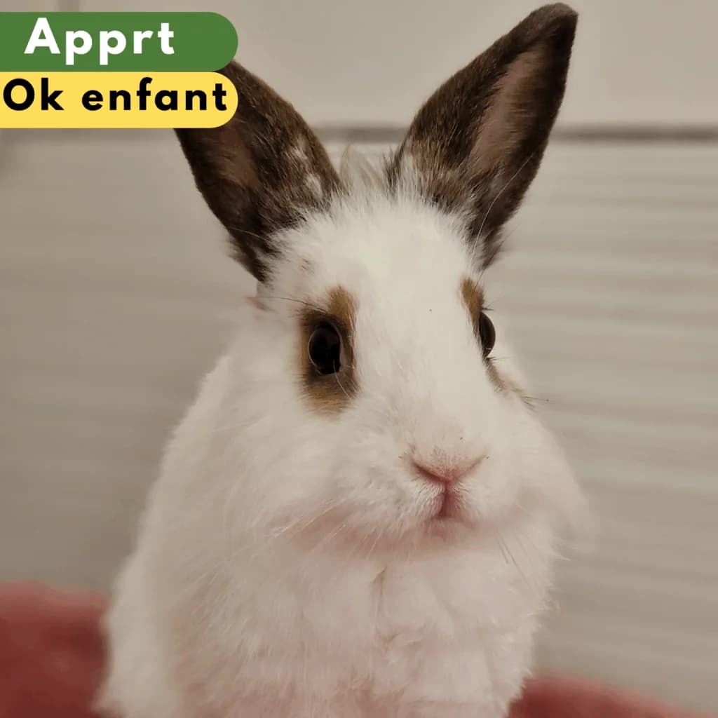 Lion, Mixed Breed for adoption at SPA de Loire Atlantique, Nantes