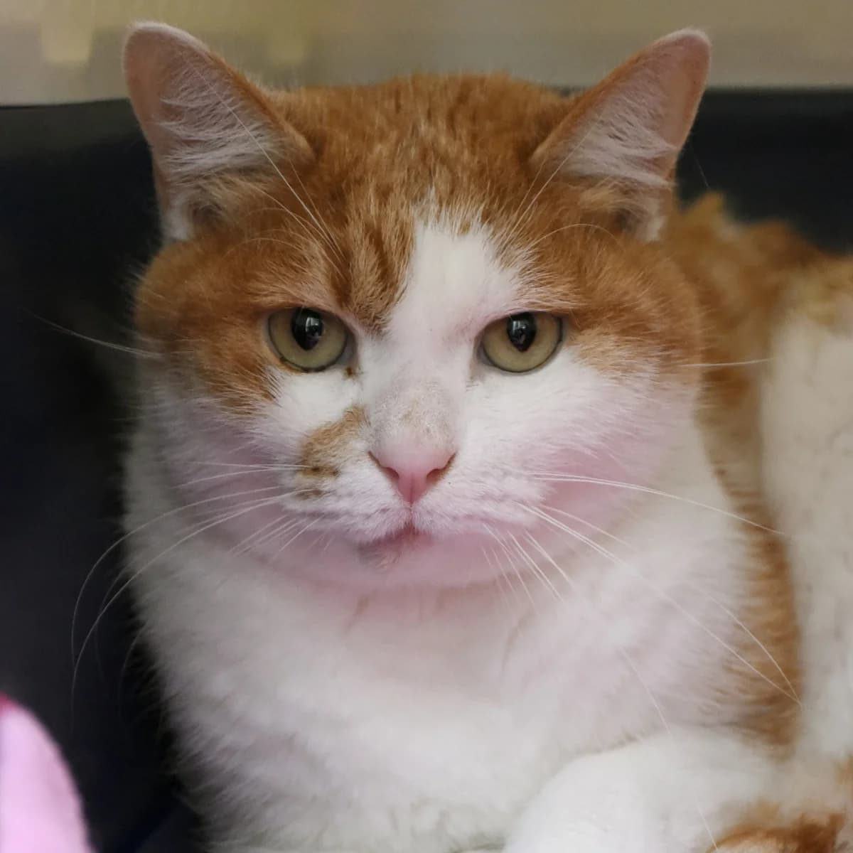 Luffy, Mixed Breed for adoption at SPA de Loire Atlantique, Nantes