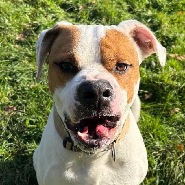 Rafale, French Bulldog for adoption at SPA de Loire Atlantique, Nantes