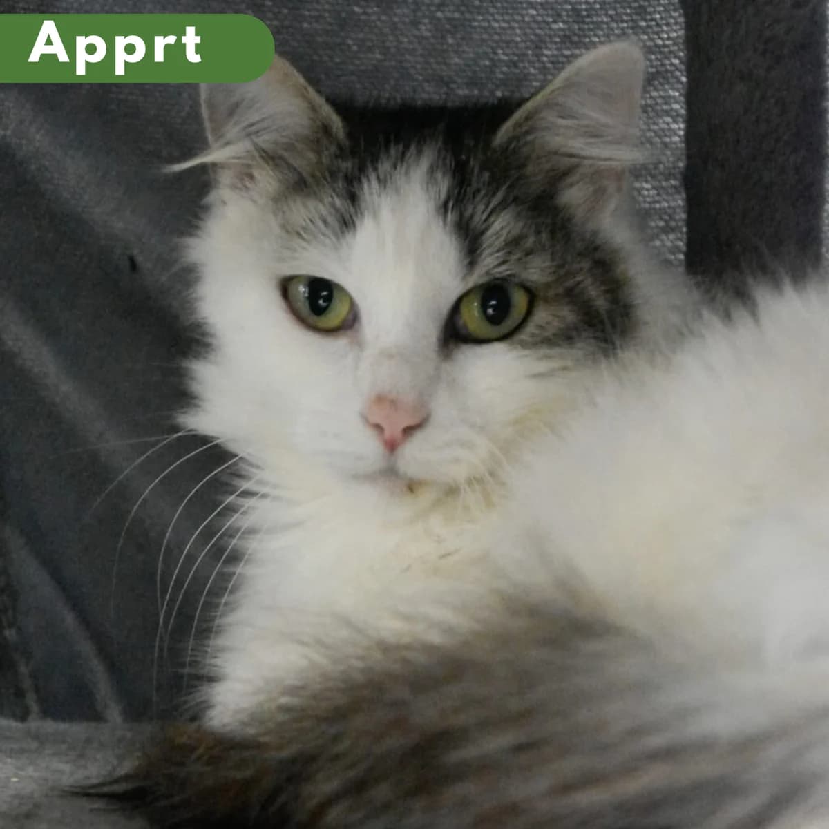 Carensac, Mixed Breed for adoption at SPA de Loire Atlantique, Nantes