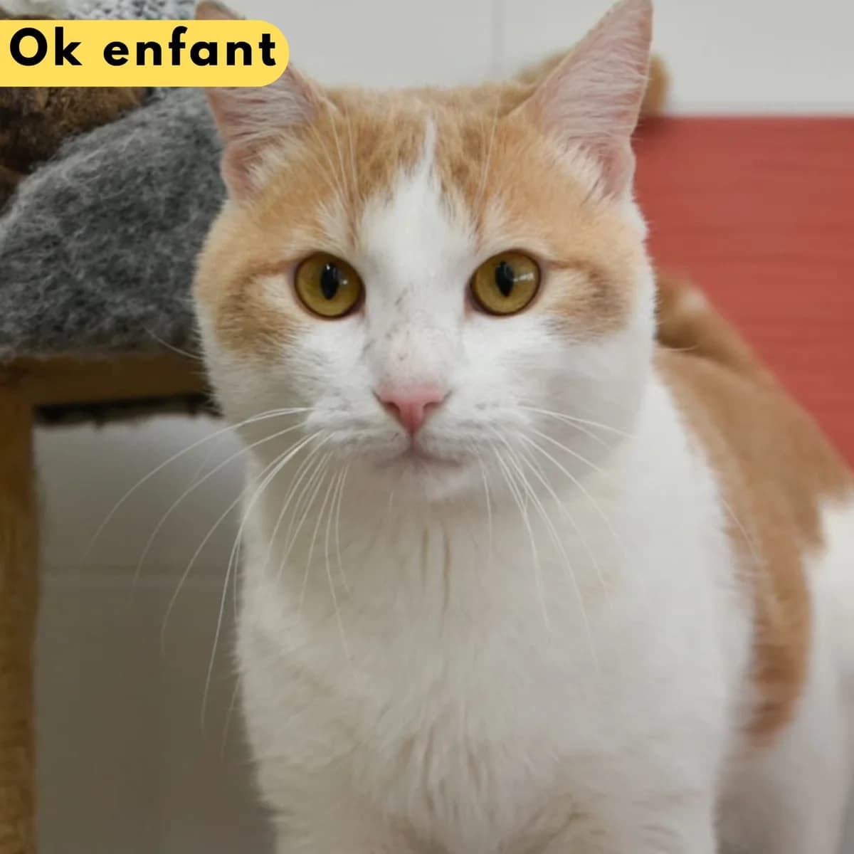 Fuji, Mixed Breed for adoption at SPA de Loire Atlantique, Nantes