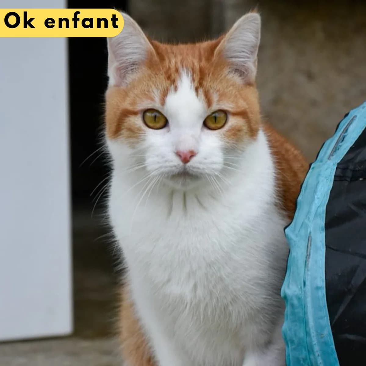 Léonie, Mixed Breed for adoption at SPA de Loire Atlantique, Nantes