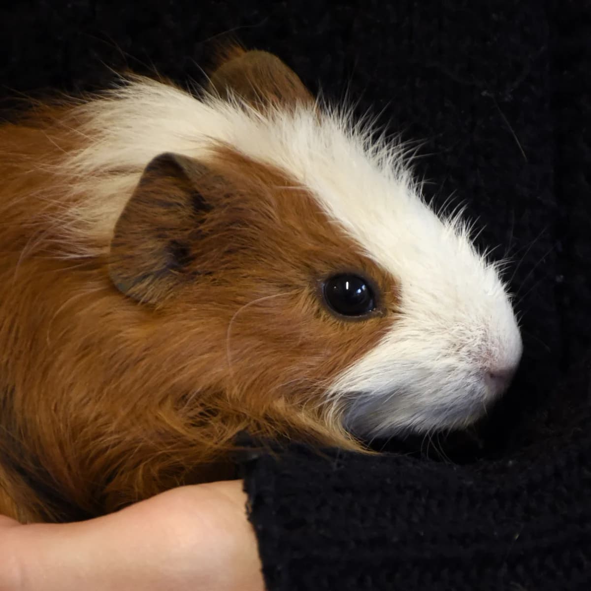Biscotte, Mixed Breed for adoption at SPA de Loire Atlantique, Nantes
