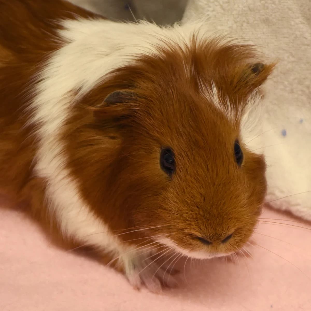 Gomette, Mixed Breed for adoption at SPA de Loire Atlantique, Nantes