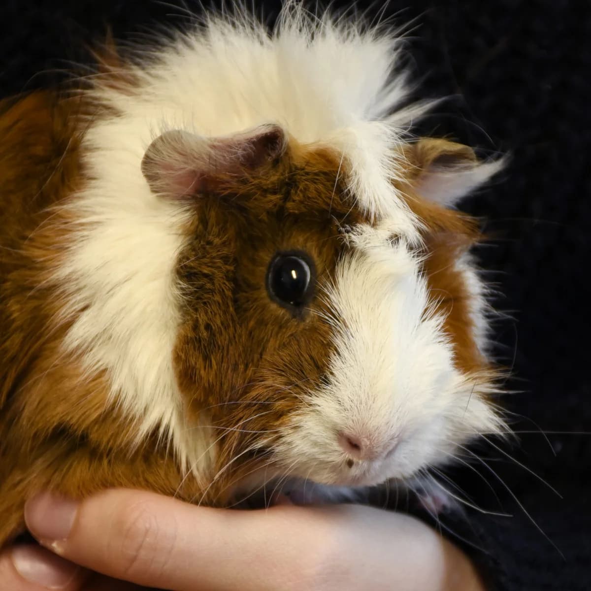 Mousse, Mixed Breed for adoption at SPA de Loire Atlantique, Nantes