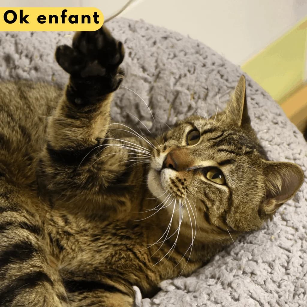 Mahawu, Mixed Breed for adoption at SPA de Loire Atlantique, Nantes