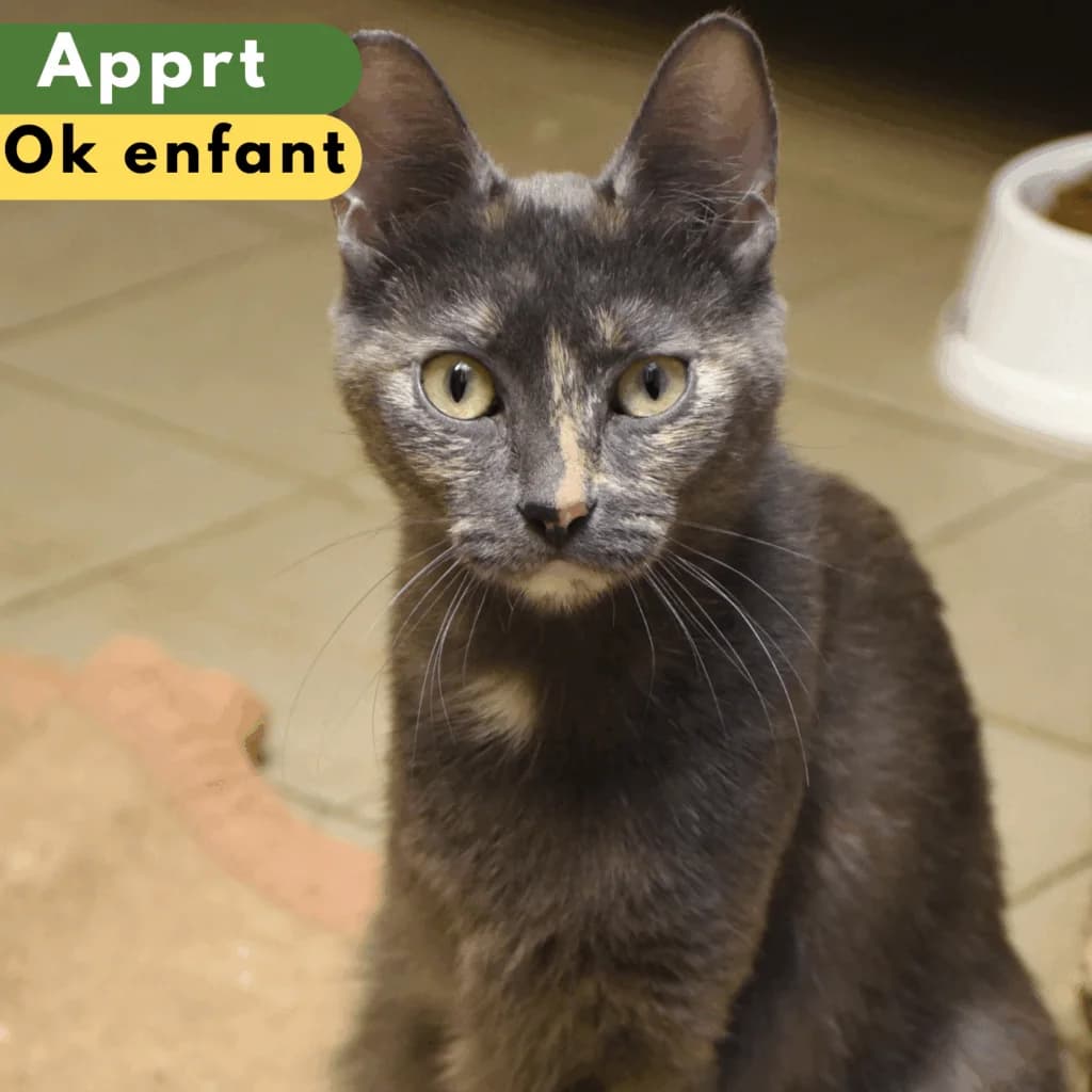 Olive, Mixed Breed for adoption at SPA de Loire Atlantique, Nantes
