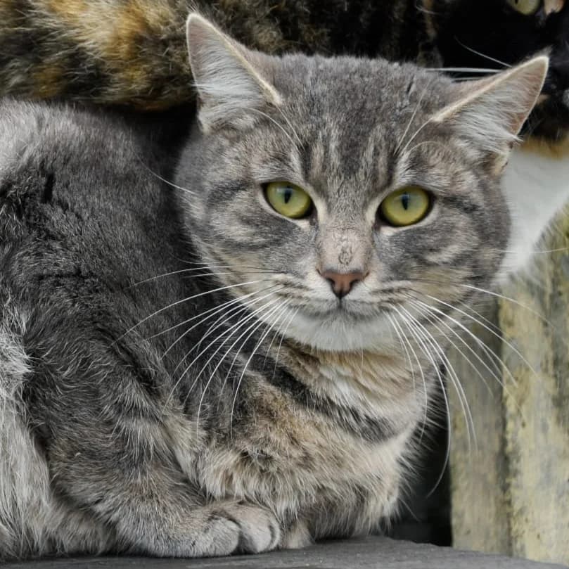 Ronsard, Mixed Breed for adoption at SPA de Loire Atlantique, Nantes