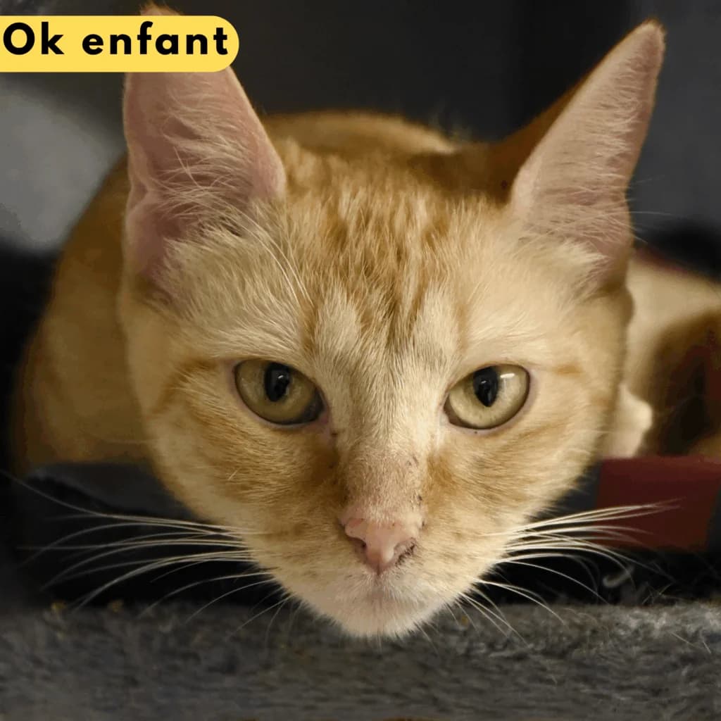 Spasiba, Mixed Breed for adoption at SPA de Loire Atlantique, Nantes