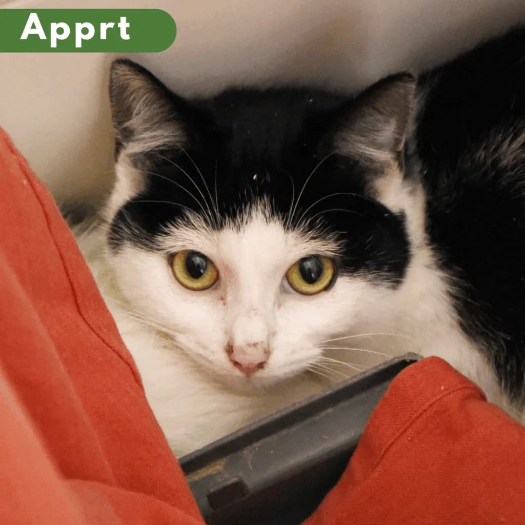Tagada, Mixed Breed for adoption at SPA de Loire Atlantique, Nantes