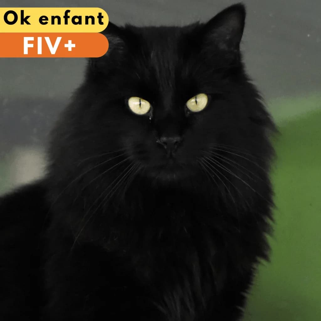 Tataki, Mixed Breed for adoption at SPA de Loire Atlantique, Nantes