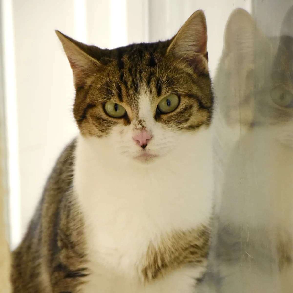 Yvette, Mixed Breed for adoption at SPA de Loire Atlantique, Nantes