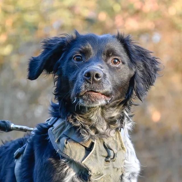 Romaric, Mixed Breed for adoption at SPA de Loire Atlantique, Nantes
