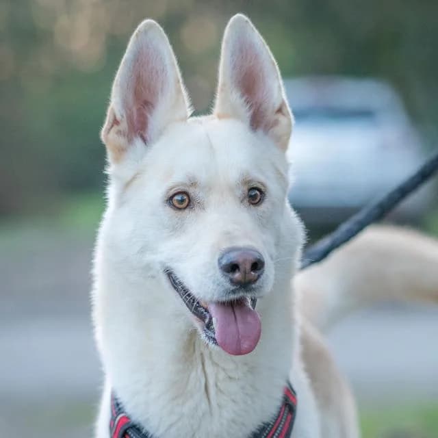 Usky, Husky for adoption at SPA de Loire Atlantique, Nantes
