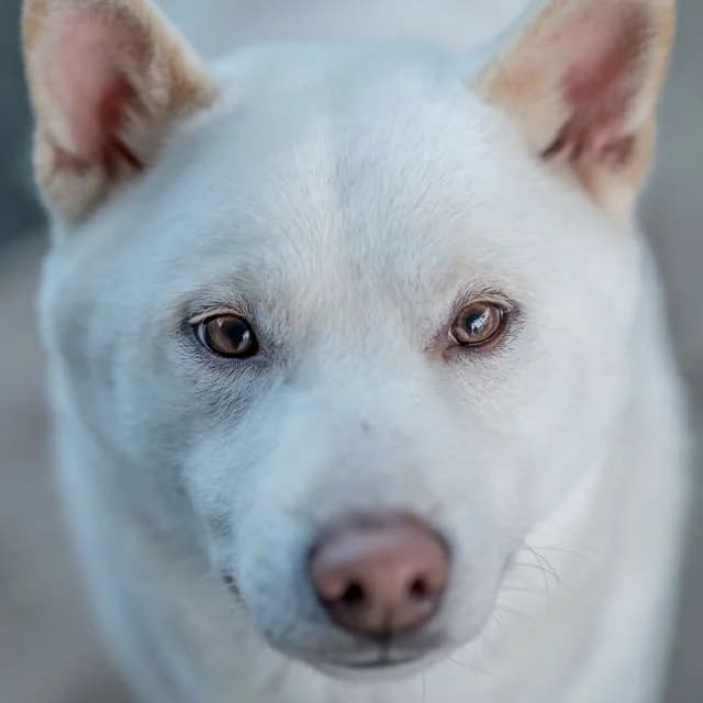 Urus, mixed breed for adoption at SPA de Loire Atlantique, Nantes