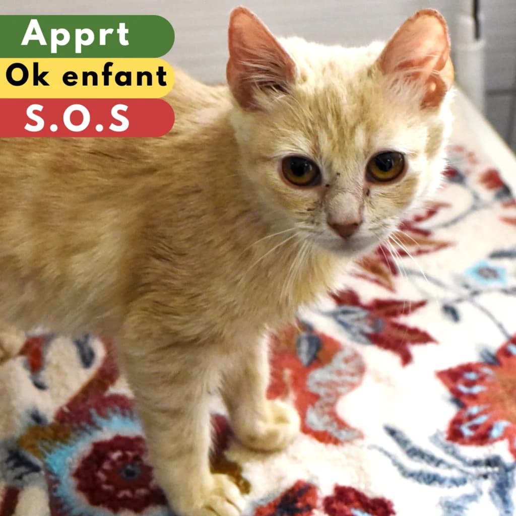 Basmati, Mixed Breed for adoption at SPA de Loire Atlantique, Nantes
