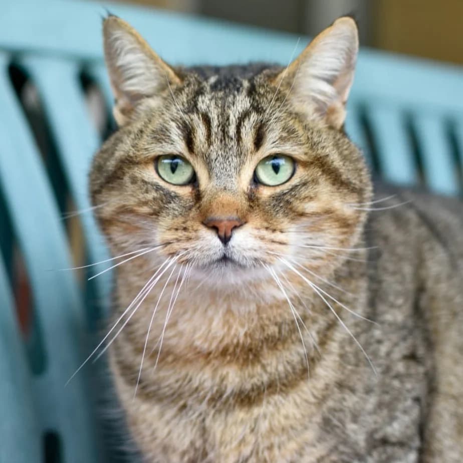 Chingo, Mixed Breed for adoption at SPA de Loire Atlantique, Nantes