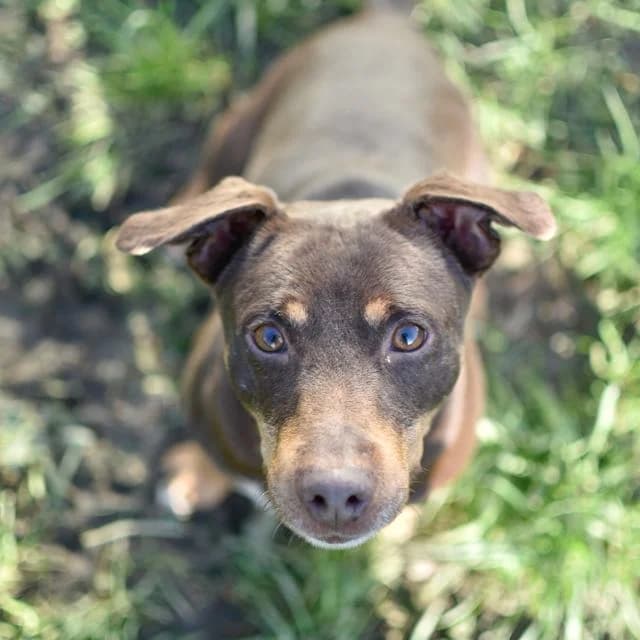 Klaxon, mixed breed for adoption at SPA de Loire Atlantique, Nantes