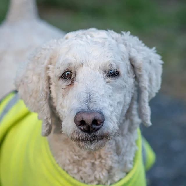 Titi, Mixed Breed for adoption at SPA de Loire Atlantique, Nantes