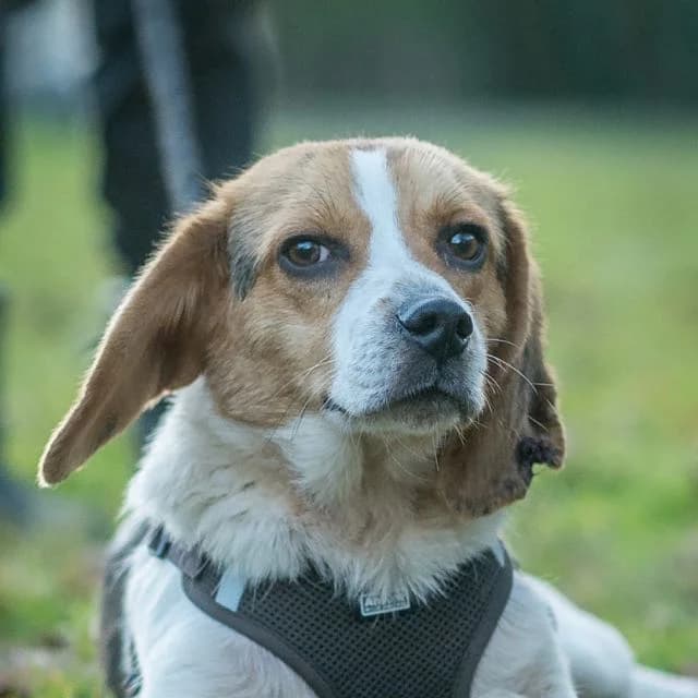 Tywin, male young Mixed Breed for adoption at SPA de Loire Atlantique, Nantes