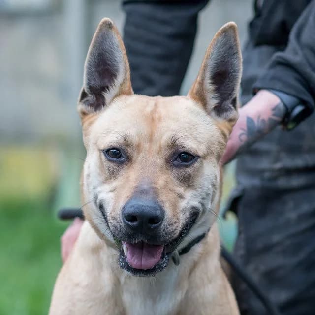 Daisy, Belgian Malinois for adoption at SPA de Loire Atlantique, Nantes