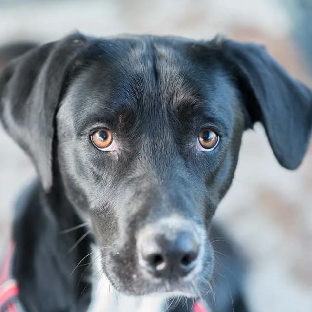Brienne, Pointer for adoption at SPA de Loire Atlantique, Nantes