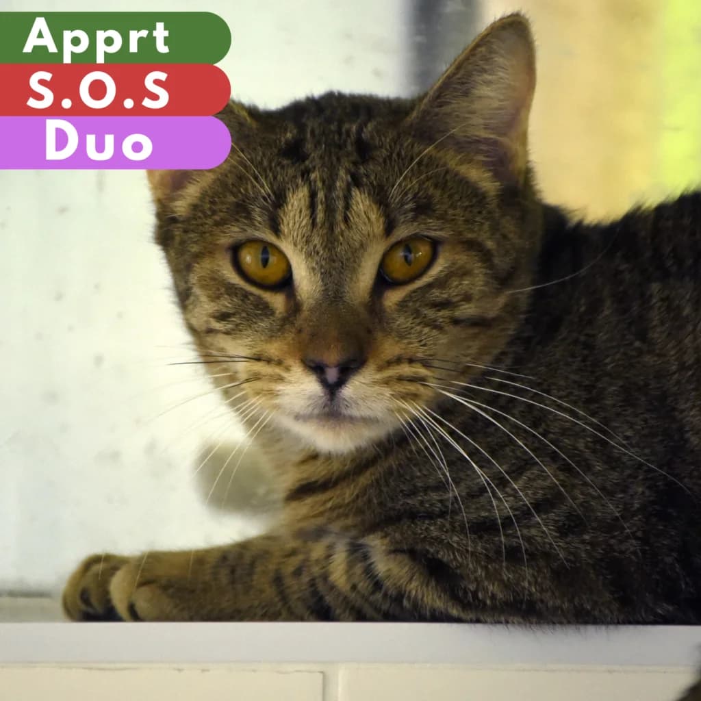 Aiglon, Mixed Breed for adoption at SPA de Loire Atlantique, Nantes