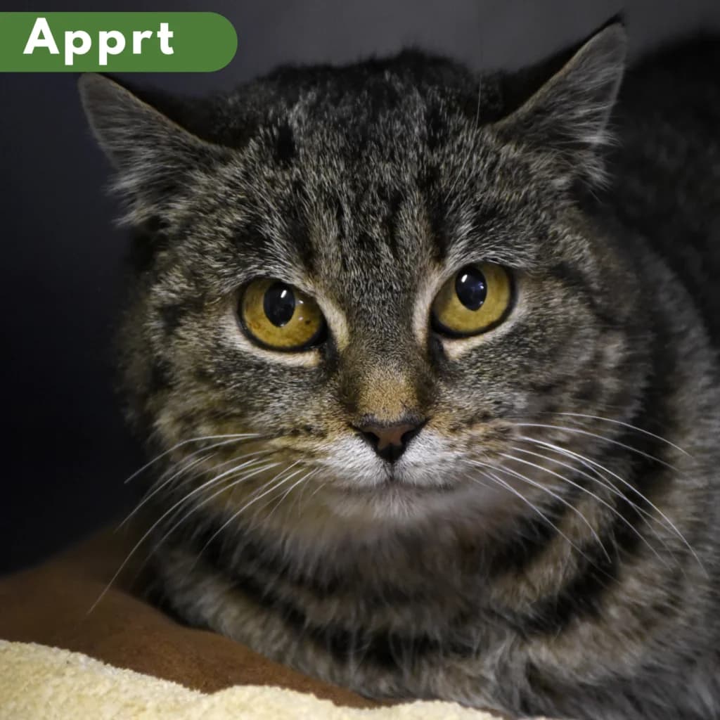 Hérisson, female Mixed Breed for adoption at SPA de Loire Atlantique