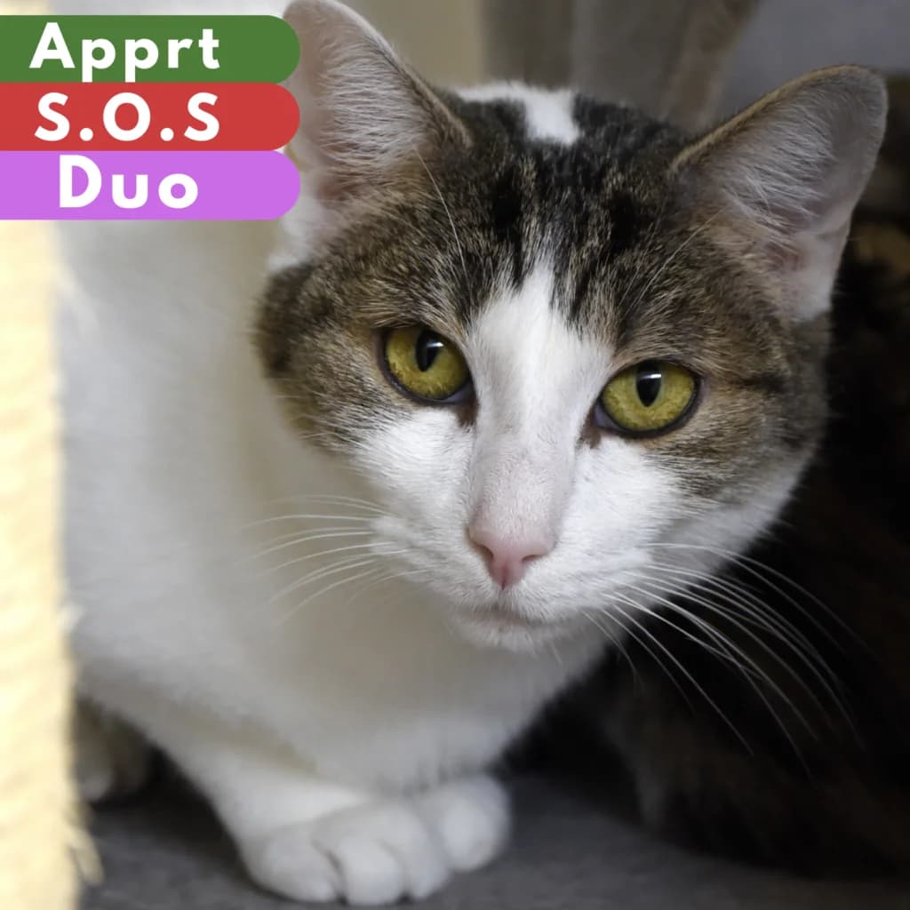 Lame, female Mixed Breed for adoption at SPA de Loire Atlantique