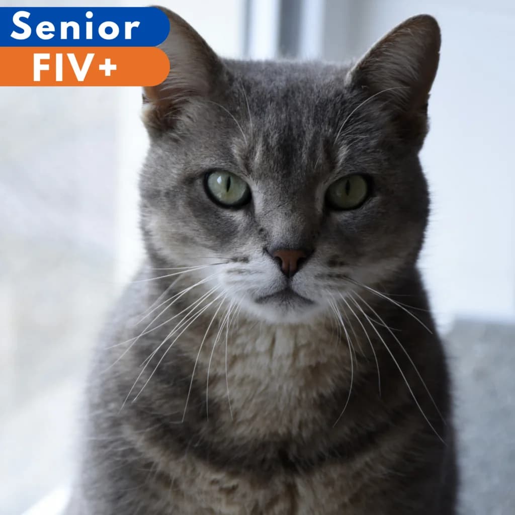 Smoky, male senior Mixed Breed for adoption at SPA de Loire Atlantique, Nantes