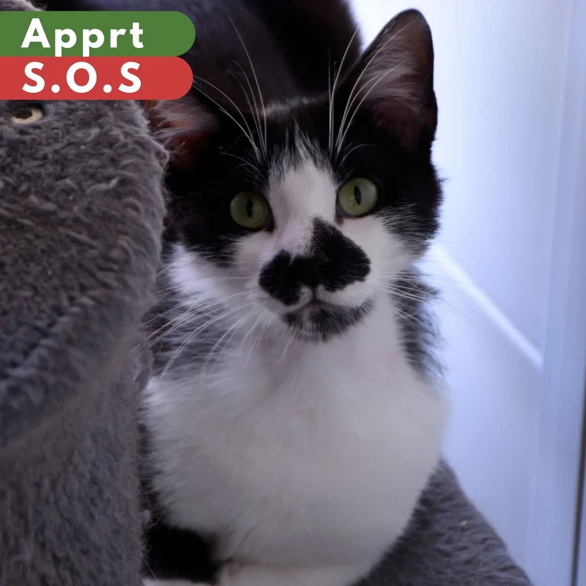 Maharaja, Mixed Breed for adoption at SPA de Loire Atlantique, Nantes