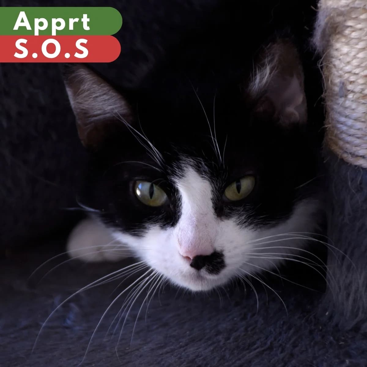 Massala, Mixed Breed for adoption at SPA de Loire Atlantique, Nantes
