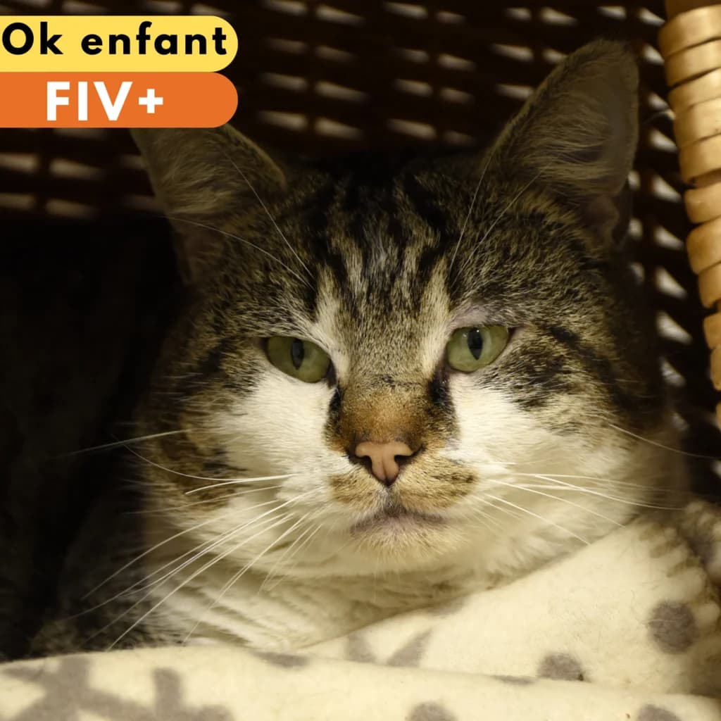 Buzz, male 5yo Mixed Breed for adoption at SPA de Loire Atlantique, Nantes