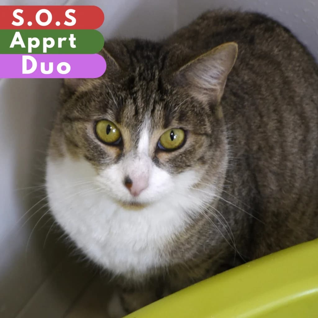Muraille, female young Mixed Breed for adoption at SPA de Loire Atlantique, Nantes