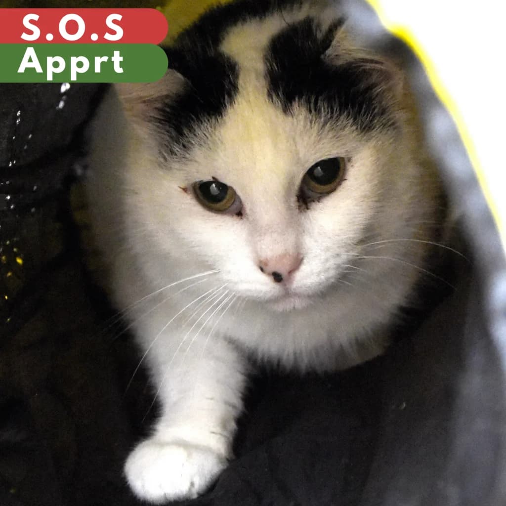 Naan, female young Mixed Breed for adoption at SPA de Loire Atlantique, Nantes
