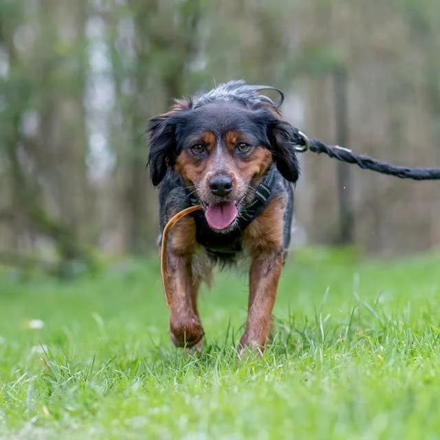 Tulipe, Mixed Breed for adoption at SPA de Loire Atlantique, Nantes