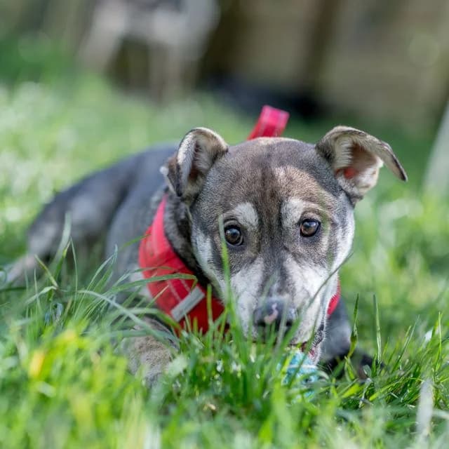 Tyrion, Husky for adoption at SPA de Loire Atlantique, Nantes