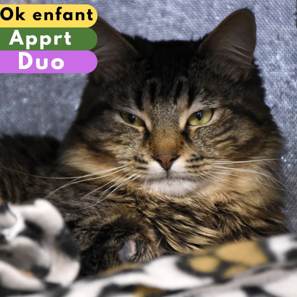 Edward, male senior Mixed Breed for adoption at SPA de Loire Atlantique, Nantes