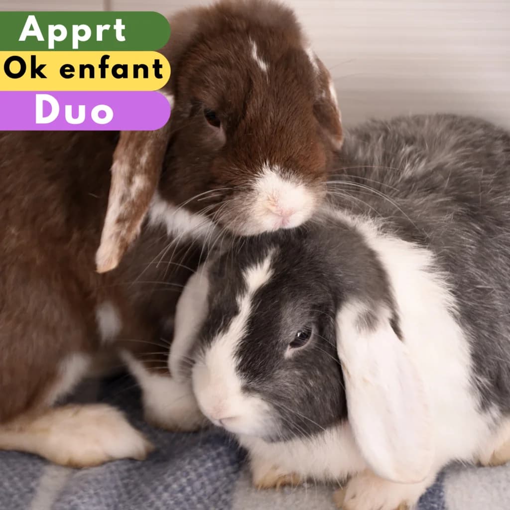 Moka et Snow, female 4yo Mixed Breed for adoption at SPA de Loire Atlantique, Nantes