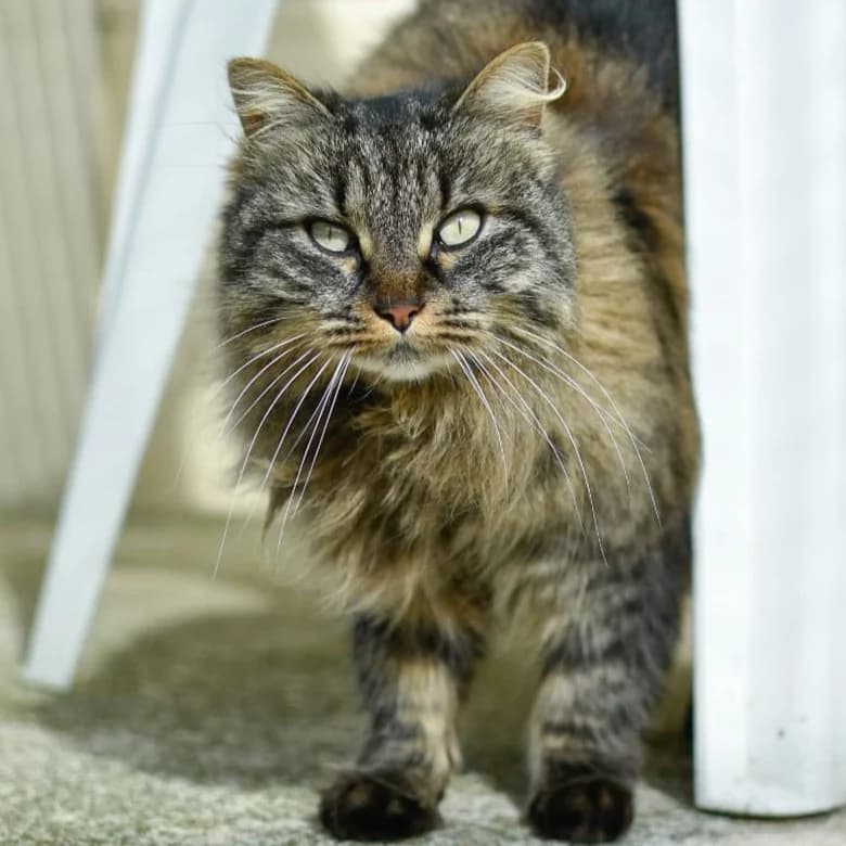 Bella, female European Shorthair for adoption at SPA de Loire Atlantique, Nantes